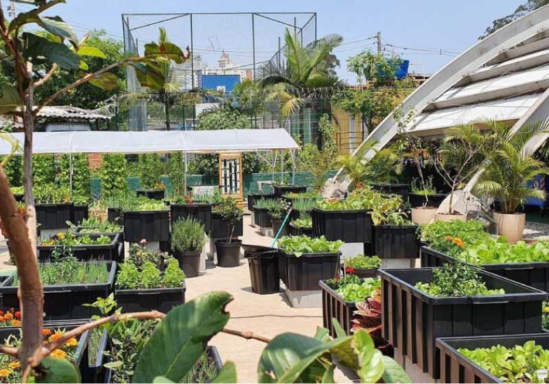 Fazenda Urbana ajuda mais de 1000 famílias em Paraisópolis - Foto: reprodução Facebook Paraisópolis