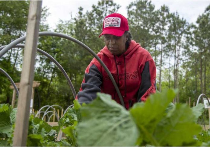 floresta-alimento-capa A fazenda de alimentos distribui frutas e vegetais de graça para mais de 2 mil moradores de Atlanta. - Foto: AJC