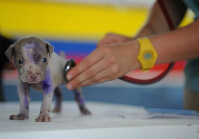 primeiro hospital veterinário com atendimento gratuito em Belo Horizonte ajudará no controle de zoonoses da cidade. - Foto: reprodução Pixabay