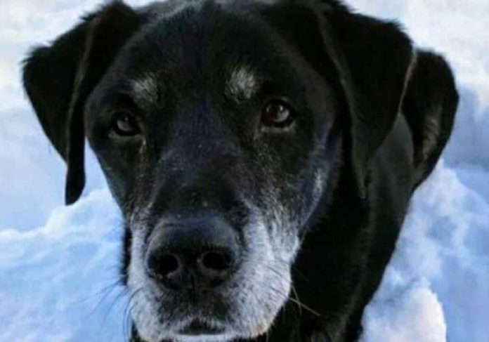 labrador-capa O cão salva o dono de afogamento na Escócia. - Foto: reprodução SWNS
