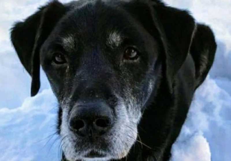 O cão salva o dono de afogamento na Escócia. - Foto: reprodução SWNS