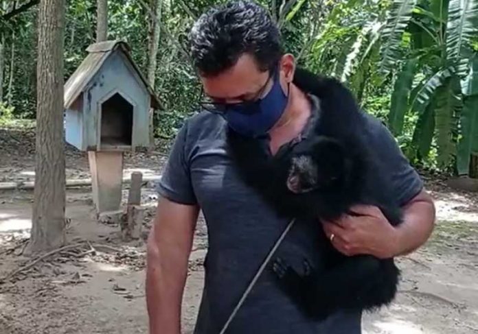 macaco-aranha-capa Macaco-aranha será encaminhado para um santuário — Foto: Núcleo de Fiscalização Integrada