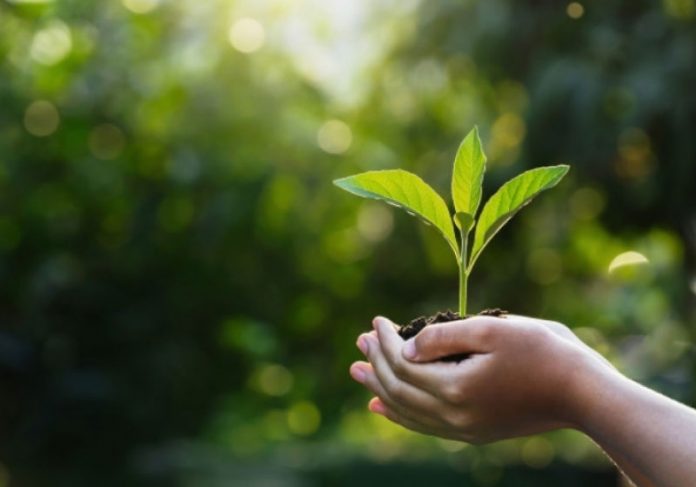 platara-uma-arvore-capa Empresa plantará uma árvore para ajudar a preservar a Mata Atlântica. - Foto: Pixabay