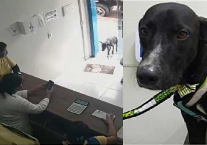 Veterinária recebeu dezenas de mensagens de interessados em adotar o Quindim.- Foto: Quindim passa por todo tratamento necessário para ficar totalmente curado. - Foto: Ricardo Rodrigues/Arquivo pessoal