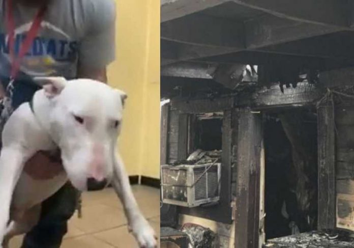 bull terrier heroi texas Pitbull terrier herói alertou dono sobre incêndio - Fotos: reprodução / NewsWeek
