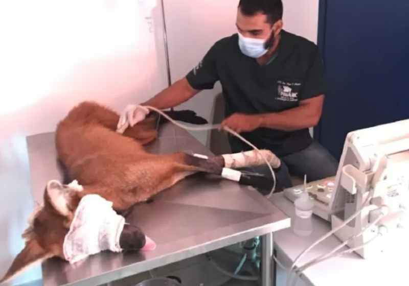 Loba-guará ferida, apadrinhada por Bruno Gagliasso - Foto: divulgação