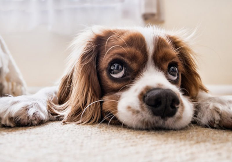 Foto: reprodução Sunnyskyz