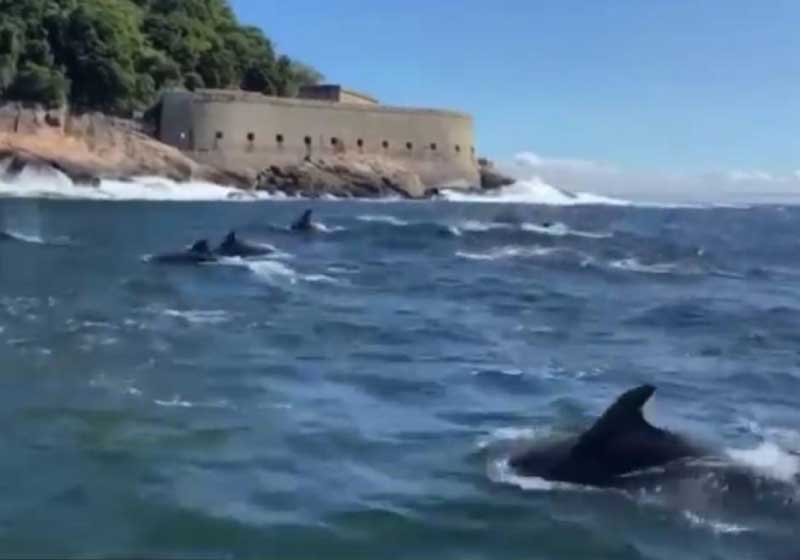 Golfinhos Nariz-de-Garrafa costumam nadar na costa nesta época do ano. - Foto: reprodução Twitter.