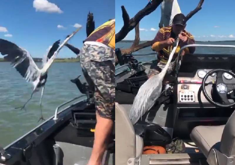 Márcio Alexandre resgatando a garça - Fotos: reprodução / Instagram