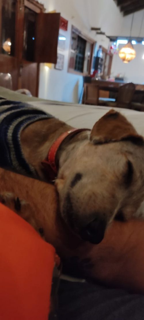 Spark tirando uma soneca no sofá - Foto arquivo pessoal