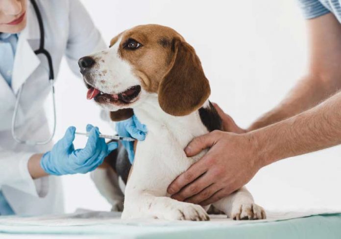 vacina-capa A 1ª vacina contra covid-19 para animais será distribuída ainda neste ano. - Foto: iStock