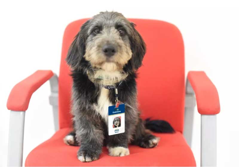 Assis foi adotado e se tornou um cão de companhia para pacientes. - Foto: Vitoria Mikaelli/Prefeitura de Guararema