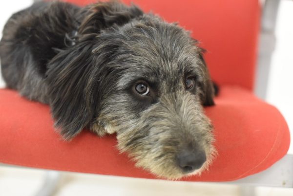 Assis. - Foto: Foto: Vitoria Mikaelli/Prefeitura de Guararema