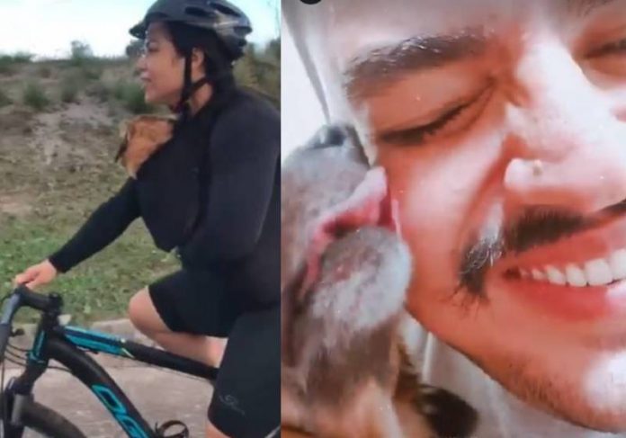 cachorra adotada capa Nala quando foi resgatada e agora lambendo o novo