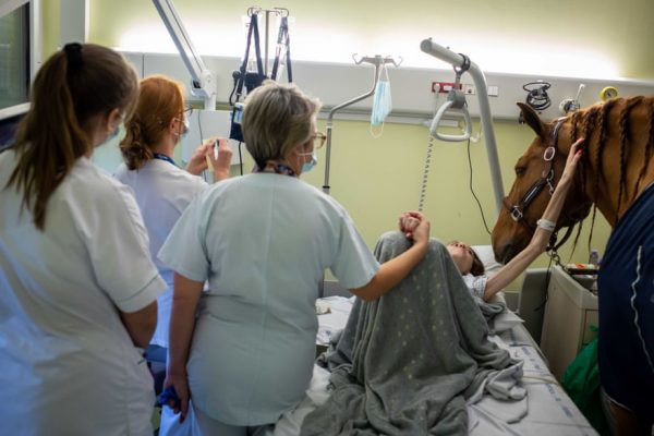 Peyo, o cavalo "terapeuta" com um paciente - Foto: Jeremy Lempin/Divergence