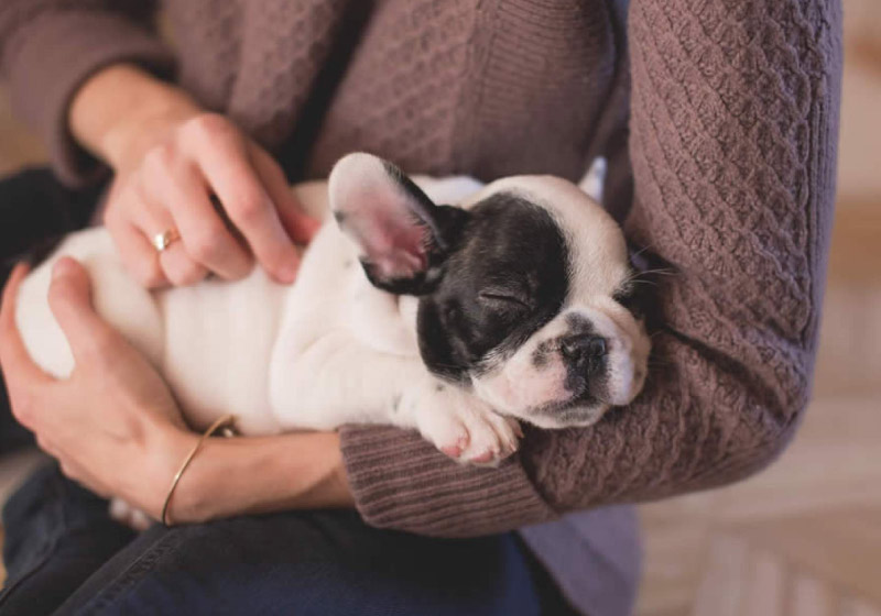 A clínica cuida dos pets voluntariamente enquanto os tutores estão internados. - Foto: Pixabay