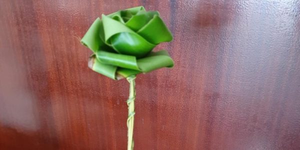 Flor que a professora ganhou. Foto: reprodução Costa Norte