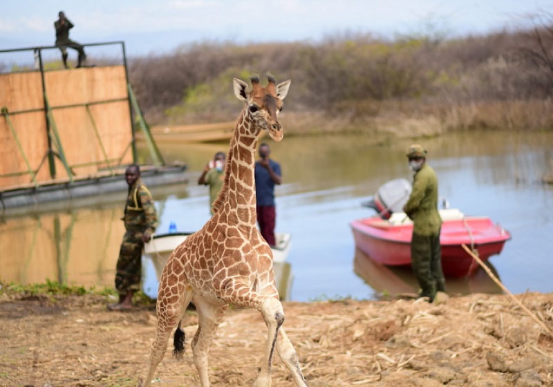 girafas-capa2 As girafas foram resgatadas e levadas para um novo santuário - Foto: ONG Northern Rangelands Trust