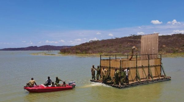 Imagem: girafas transporte e1621661316174 Girafas são resgatadas por voluntários de ilha inundada no Quênia Transporte - Foto: ONG Northern Rangelands Trust