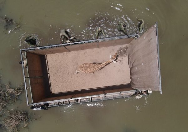 Imagem: girafas transporte2 e1621661264846 Girafas são resgatadas por voluntários de ilha inundada no Quênia Transporte - Foto: ONG Northern Rangelands Trust