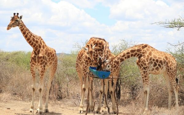Imagem: girafas transporte3 e1621661356362 Girafas são resgatadas por voluntários de ilha inundada no Quênia Transporte - Foto: ONG Northern Rangelands Trust