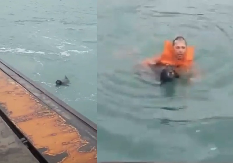 Marinheiro Marcelo Germano salvou cão que se afogava no mar - Fotos: reprodução / GovernoSP