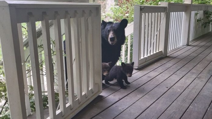 OMG-SIMONE-CUBS
