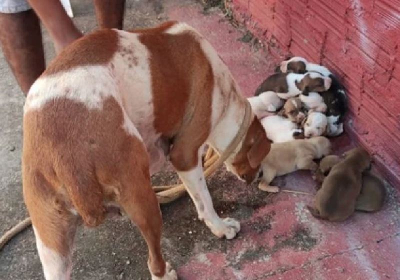 A cachorra esperta e os 10 filhotes encontrados no buraco na mata - Foto: CBMGO