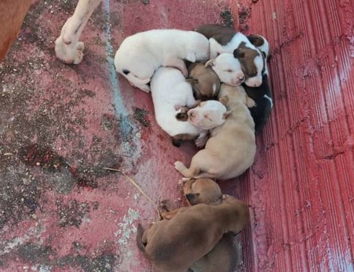 Os cachorrinhos resgatados no buraco - Fotos: CBMGO