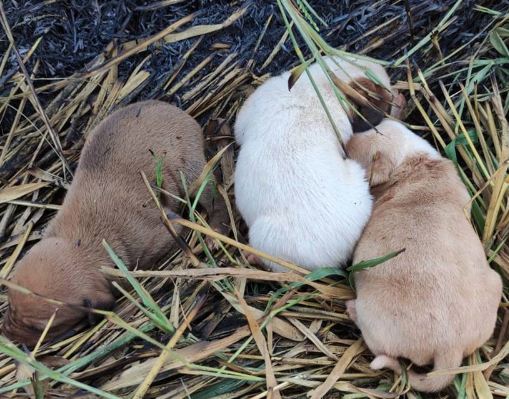 Os cachorrinhos resgatados no buraco - Fotos: CBMGO