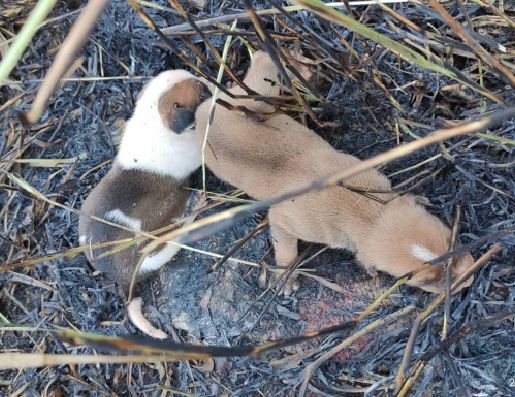 Os cachorrinhos resgatados no buraco - Fotos: CBMGO