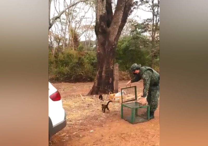 A soltura dos macacos-prego foi realizada pelos policiais militares entre as cidades de Itajobi e Olímpia - Foto: reprodução