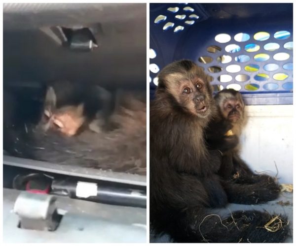 Macacos-prego resgatados. - Foto: Divulgação/Polícia Militar Ambiental