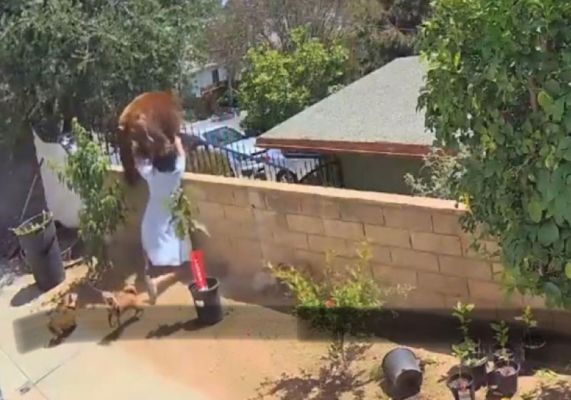 Hailey enfrenta um urso, que invadiu o quintal dela e salva os cães do ataque. - Foto: reprodução