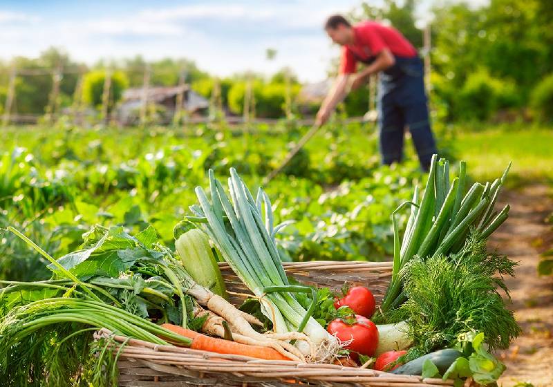 Projeto Comida Boa te convida para conversa sobre produção sustentável