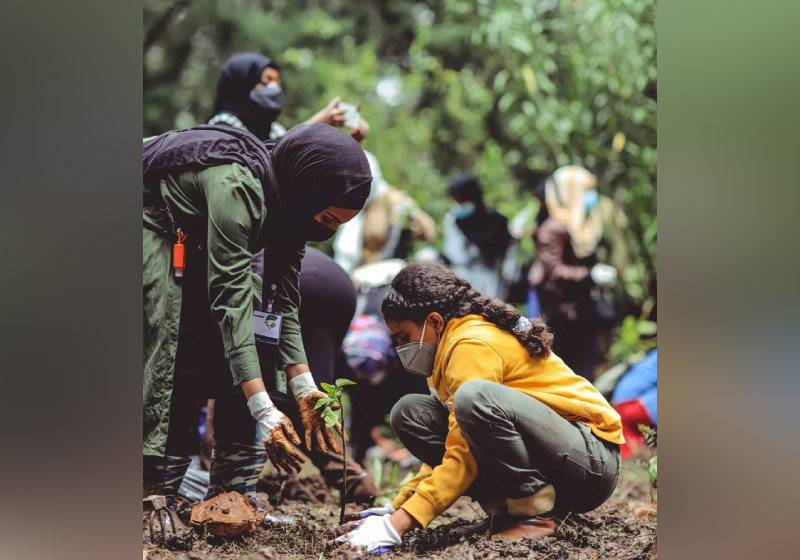 Mudas de árvores são plantadas na Índia para ajudar no reflorestamento do país - Foto: Unsplash