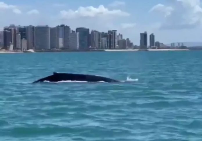 baleia-capa4 Uma baleia jubarte foi avistada neste sábado, na orla de Fortaleza - Foto: reprodução Instagram