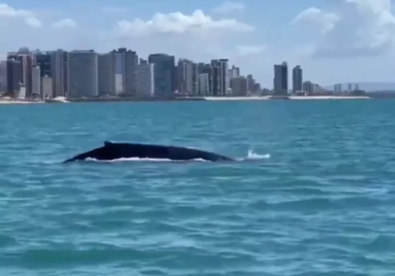 Uma baleia jubarte foi avistada neste sábado, na orla de Fortaleza - Foto: reprodução Instagram