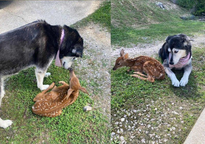 Zoey, a cadela de Pollifrone, não arredou pé até que o bambi ficasse melhor - Foto: reprodução Instagram