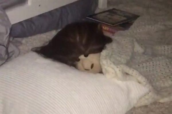 Clone com cabelo da mãe - Foto: reprodução TikTok