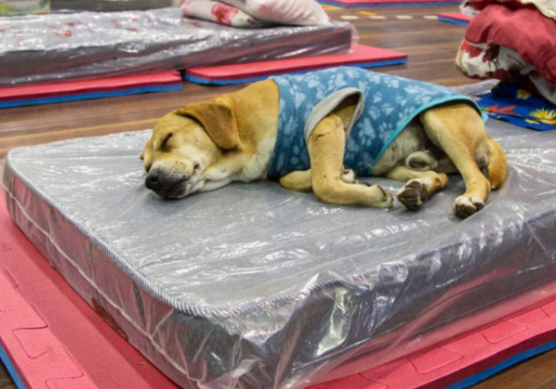 Projeto da prefeitura de Canoas, abriga pessoas em situação de rua com pets durante o frio - Foto: divulgação