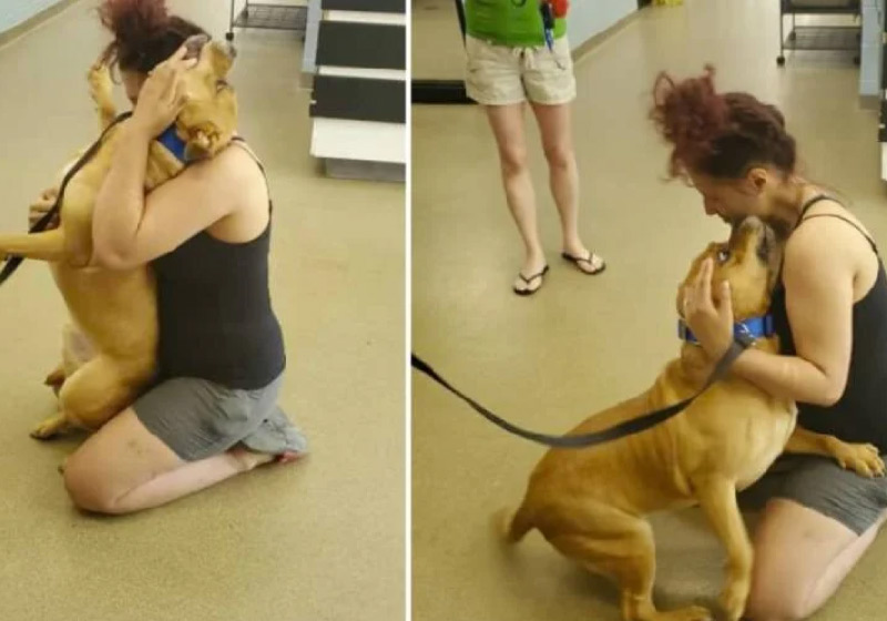 cao-capa3 Aisha reencontrou cão que estava perdido há 2 anos - Foto: ONG LHCS