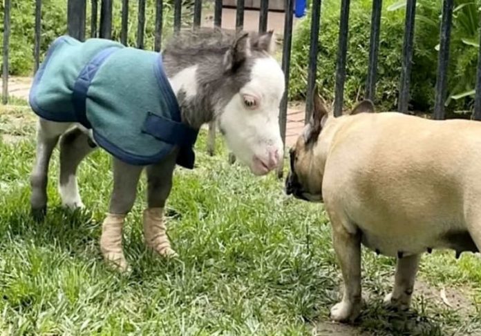 O menor cavalo do mundo foi resgatado e brinca com um dos seus melhores amigos Foto: SWNS