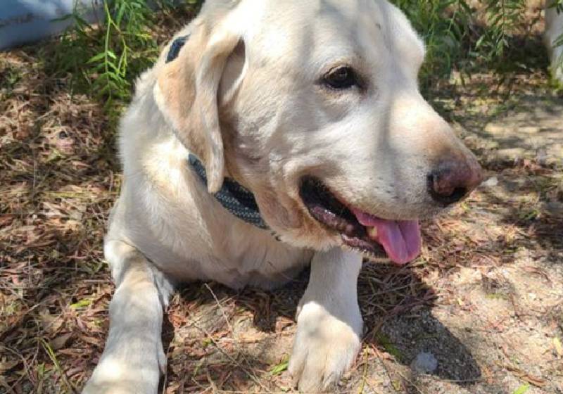 Marley, o labrador herói que salvou o tutor do ataque de cascavel - Foto: reprodução / GoFoundMe