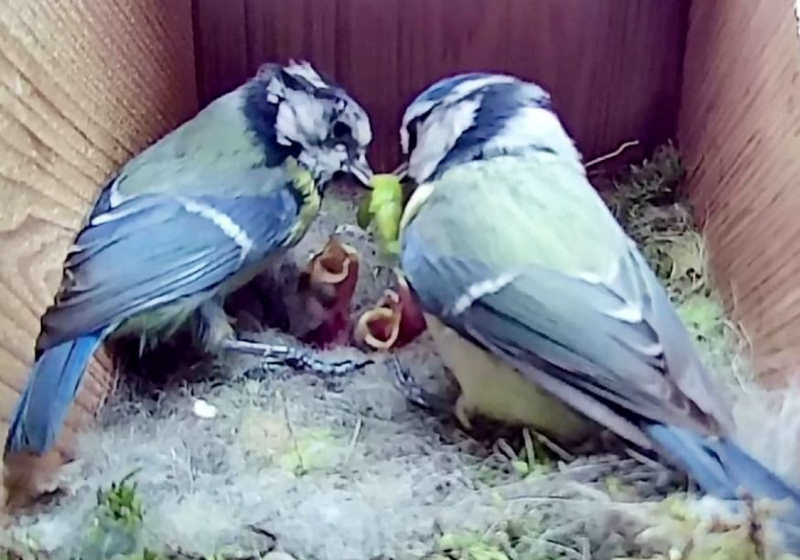 O engenheiro instalou uma câmera dentro de uma caixa e registrou o que acontecia no ninho Foto: reprodução Youtube