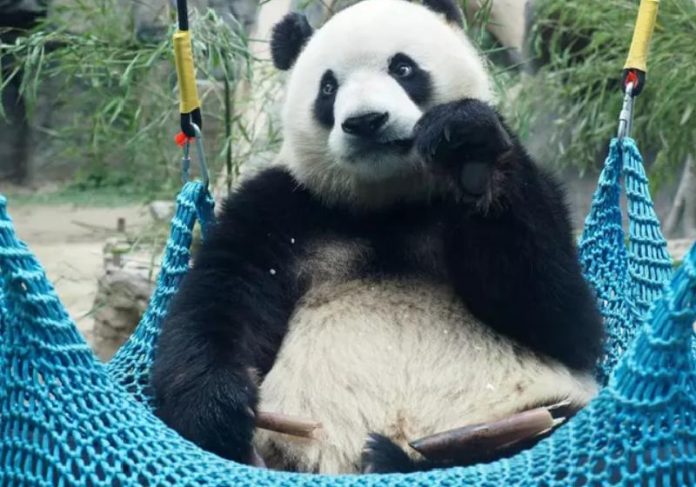 panda gigante capa Panda gigante saiu da lista de animais ameaçados de extinção - Foto: Du Jianpo/VCG / Getty Images