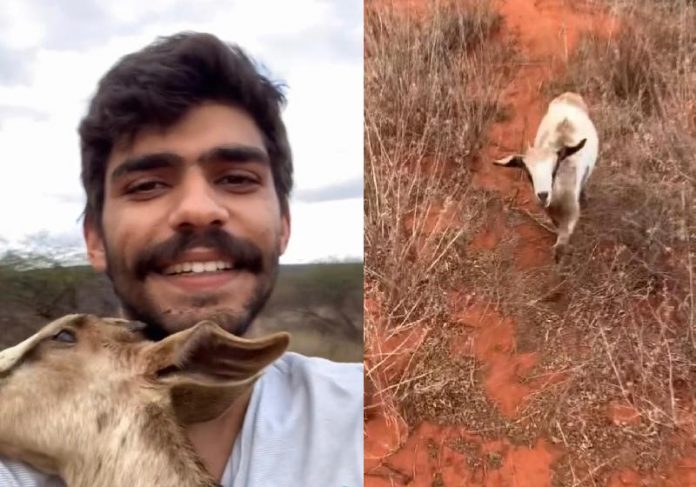rapaz cabrita capa Felipe Oliveira leva no colo a cabritinha cega perdida - Fotos: reprodução / Instagram