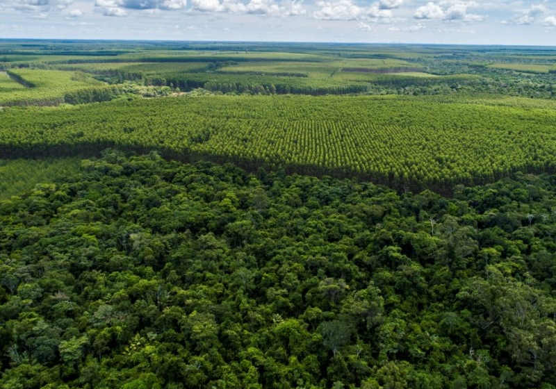 Biomas Cerrado, Mata Atlântica e Amazônia são prioridades da Suzano Foto: Divulgação