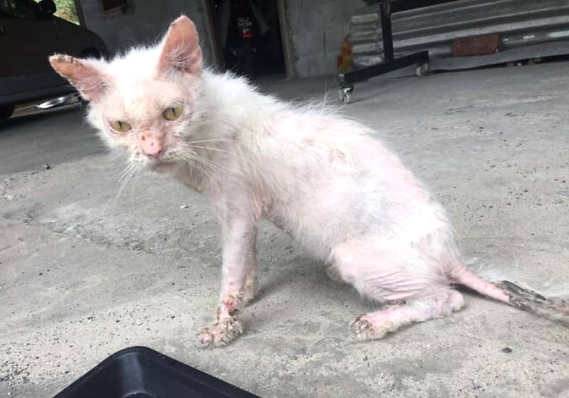 Ela pesava apenas 2 quilos e depois de seis meses de tratamento ficou linda - Foto: Facebook