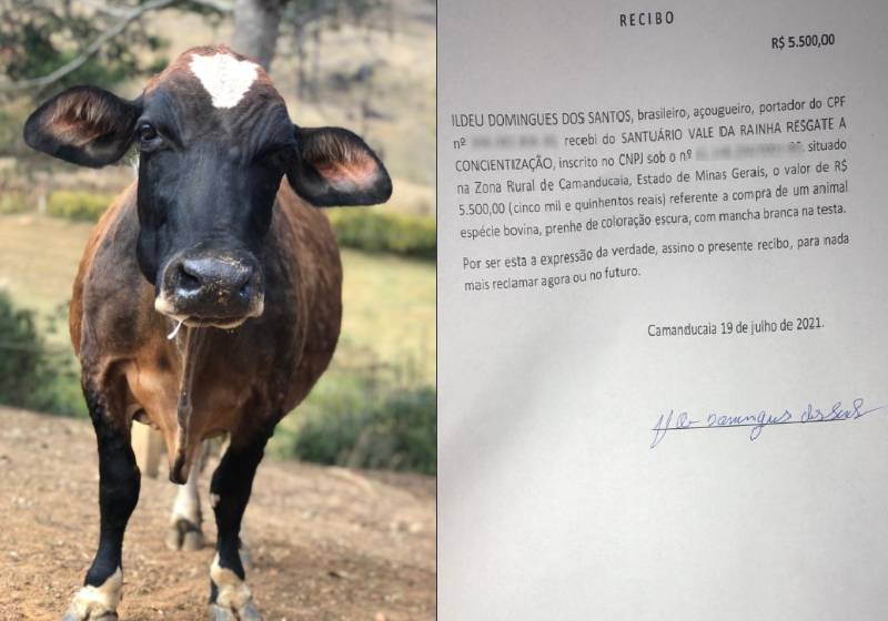 Mestra Divina foi o nome escolhido por internautas que ajudaram a salvar a vaquinha grávida - Fotos: Patrícia Varela